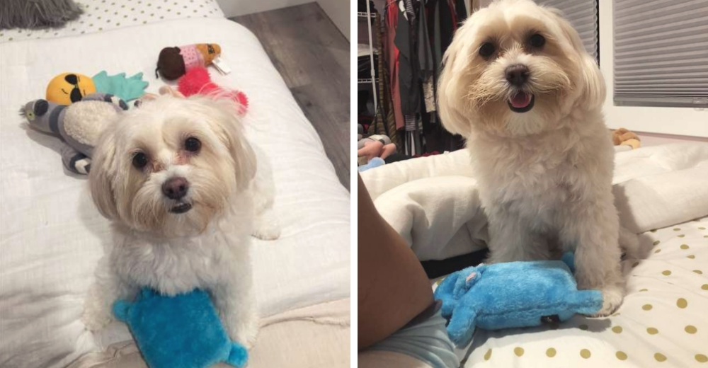 Una pequeña perrita sorprende a su dueña con una adorable cita para que juegue con ella Una pequeña perrita sorprende a su dueña con una adorable cita para que juegue con ella