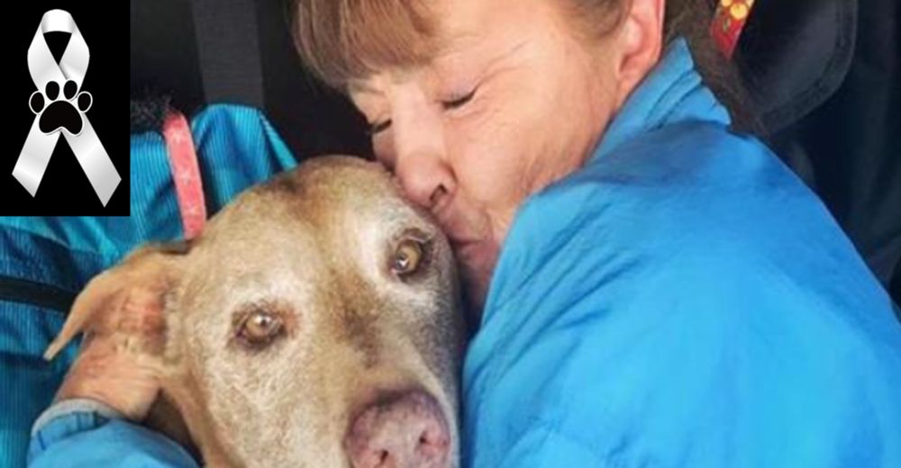 Lilly dio todo para salvar la vida de su dueña, pero 10 años después murió en sus brazos