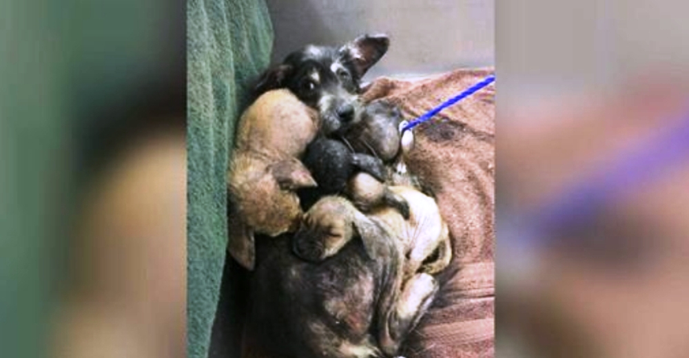 Captan a una mamá suplicando ayuda para sus cuatro bebés gravemente enfermos apilados sobre ella Captan a una mamá suplicando ayuda para sus cuatro bebés gravemente enfermos apilados sobre ella