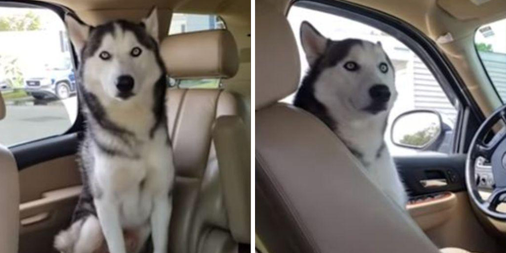 Manson el Husky