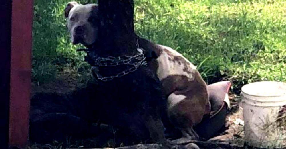 Tras días de esconderse en la oscuridad logran rescatar al pitbull que una familia tenía atado