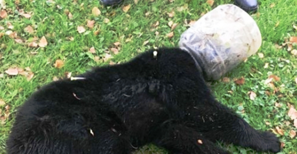 Una madre osa preocupada esperó hasta que alguien pudiera ayudar a su pequeño atorado Una madre osa preocupada esperó hasta que alguien pudiera ayudar a su pequeño atorado