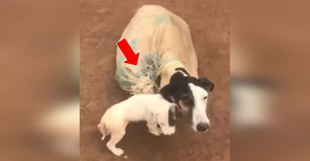 Hallan a una perrita derrotada atada en un saco con un cachorro a su lado llorando de impotencia Hallan a una perrita derrotada atada en un saco con un cachorro a su lado llorando de impotencia
