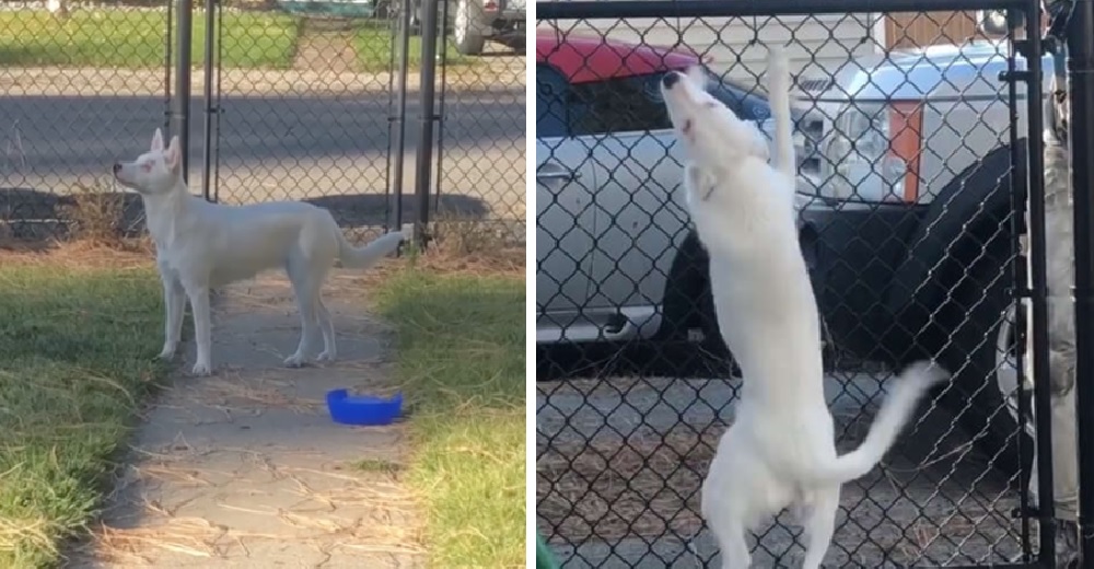 Una perrita ciega y sorda enloquece de alegría cuando siente que su papá está llegando a casa