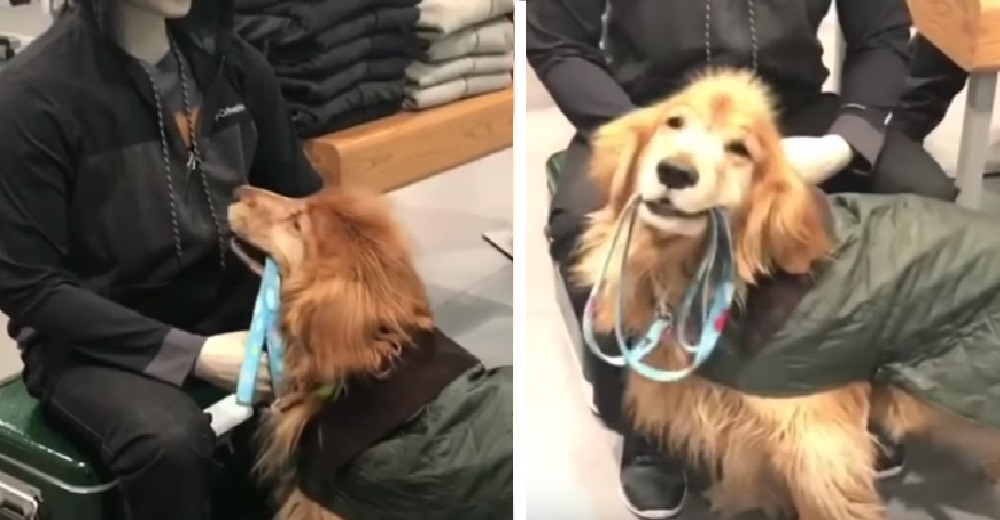 Un adorable golden es toda una celebridad hasta que conoce al primer “humano” que no lo quiere Un adorable golden es toda una celebridad hasta que conoce al primer “humano” que no lo quiere