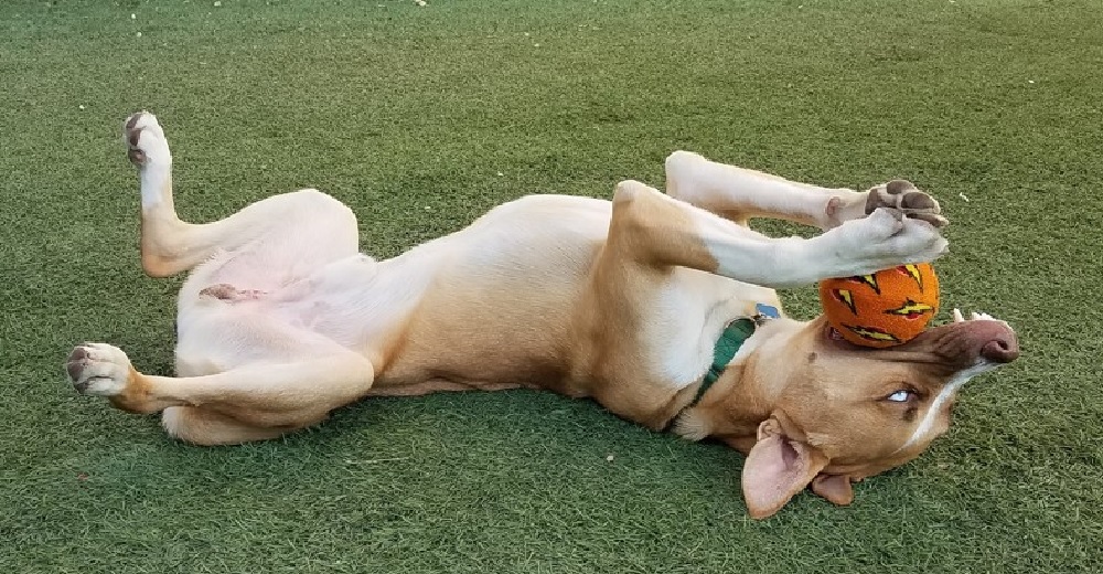 El perro favorito de todo el refugio es adoptado y regresado de inmediato por ser “muy bueno” El perro favorito de todo el refugio es adoptado y regresado de inmediato por ser “muy bueno”