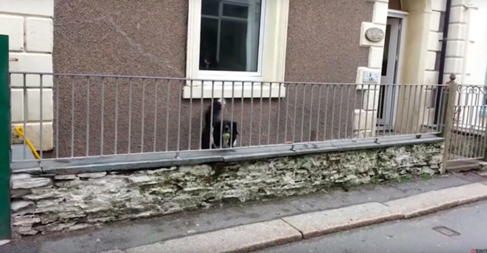 Transeúntes graban al perro que pasa triste y solito detrás de una reja en su casa sin gente Transeúntes graban al perro que pasa triste y solito detrás de una reja en su casa sin gente