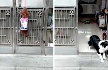 Perros abren puerta China