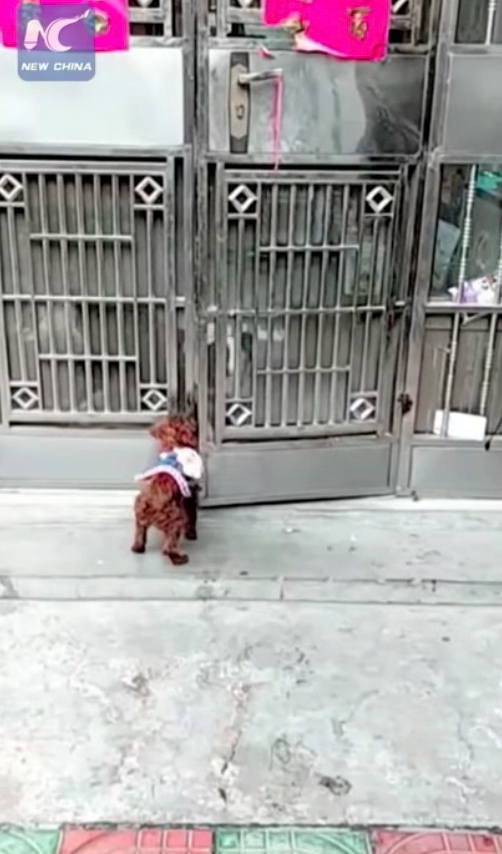 Perros abren puerta China