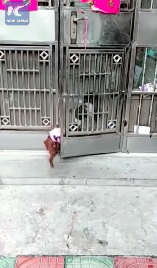 Perros abren puerta China