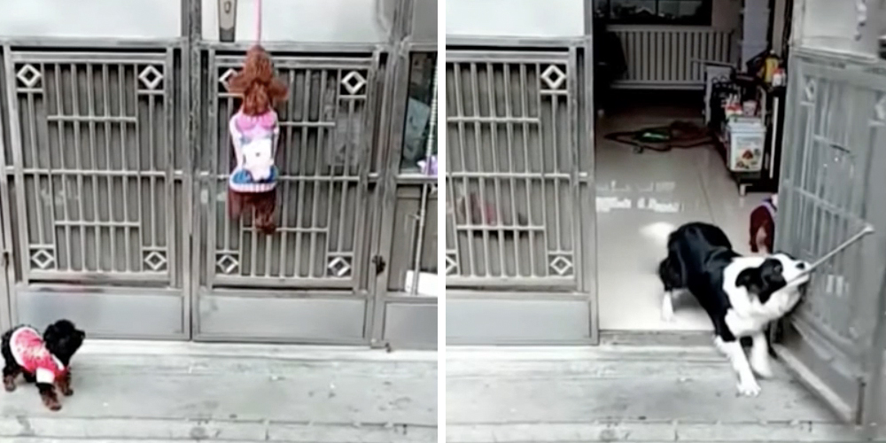 Graban a tres perritos que lograron abrir la puerta para «escapar» de casa Graban a tres perritos que lograron abrir la puerta para «escapar» de casa