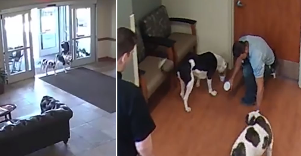 La curiosa visita de dos cachorros a un hospital deja a todo el personal sin palabras