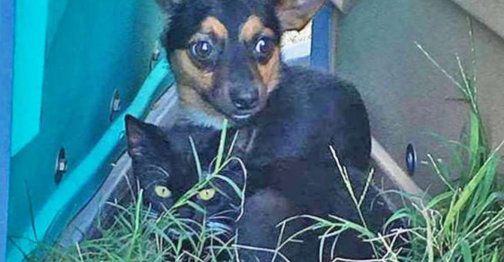 Perrito protege a su hermano gatito después de que que ambos fueron dejados en el campo