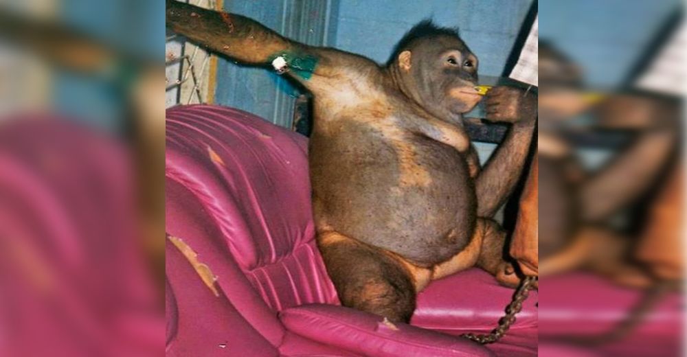 La depilaban, maquillaban y perfumaban para prostituirla: la estremecedora historia de Pony La depilaban, maquillaban y perfumaban para prostituirla: la estremecedora historia de Pony