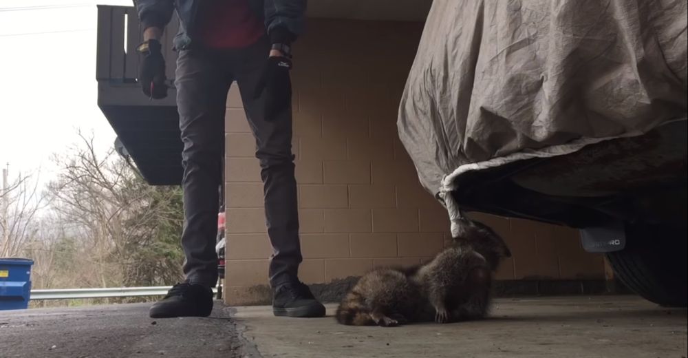 Este mapache estaba en terribles problemas hasta que un hombre de gran corazón decidió salvarlo Este mapache estaba en terribles problemas hasta que un hombre de gran corazón decidió salvarlo