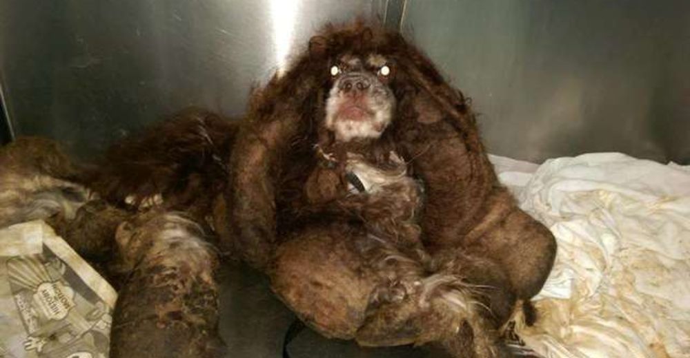 La milagrosa transformación de una criatura abandonada irreconocible bajo 6 kg de pelaje La milagrosa transformación de una criatura abandonada irreconocible bajo 6 kg de pelaje