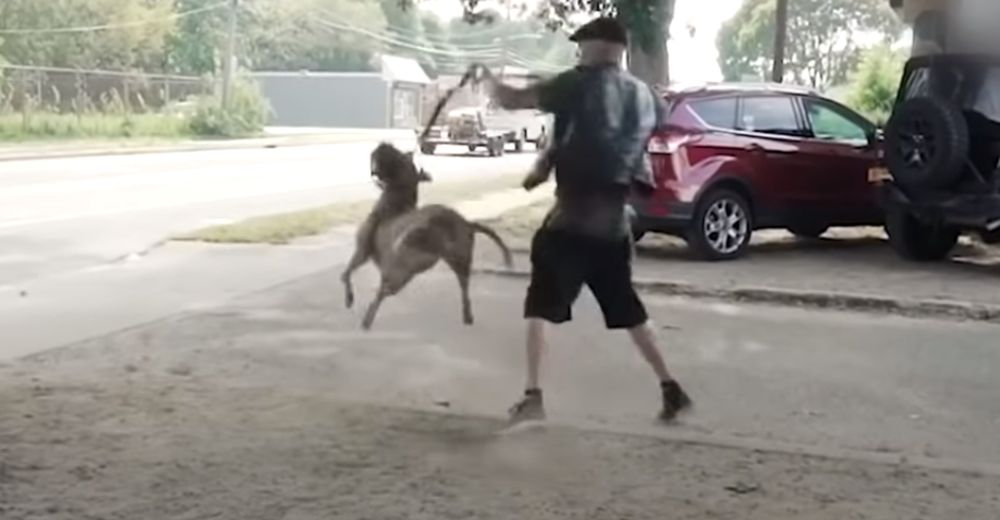 Convierte a un pitbull extremadamente agresivo en una bolita de ternura en cuestión de días Convierte a un pitbull extremadamente agresivo en una bolita de ternura en cuestión de días