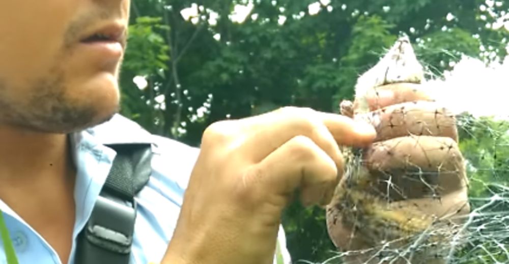 Una red atoraba el cuello de esta ardilla, le quedaba poco tiempo y él dejó todo para salvarla