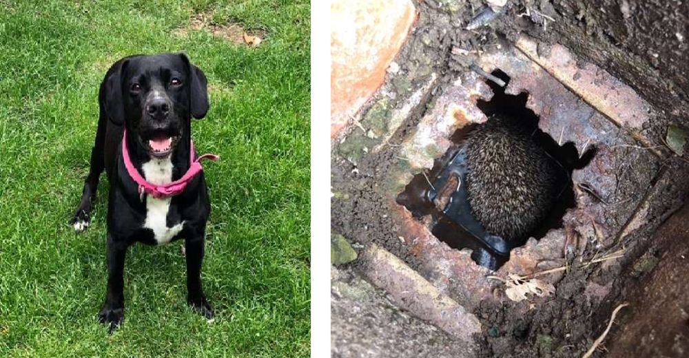 Había algo extraño atrapado en su patio, pero por suerte esta perrita salvó el día Había algo extraño atrapado en su patio, pero por suerte esta perrita salvó el día