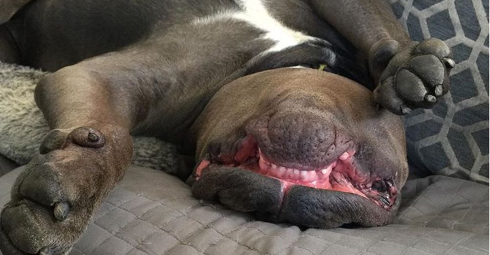 A este perrito no sólo le encanta dormir, sino que además lo hace en las posiciones más extrañas A este perrito no sólo le encanta dormir, sino que además lo hace en las posiciones más extrañas
