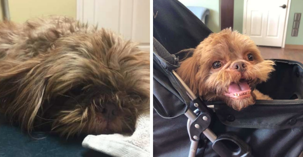 Tiró a su perrito de 20 años en un refugio pidiendo que lo sacrifiquen Tiró a su perrito de 20 años en un refugio pidiendo que lo sacrifiquen