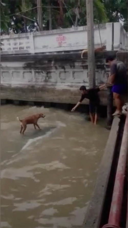 Rescate de perro en Bangkok