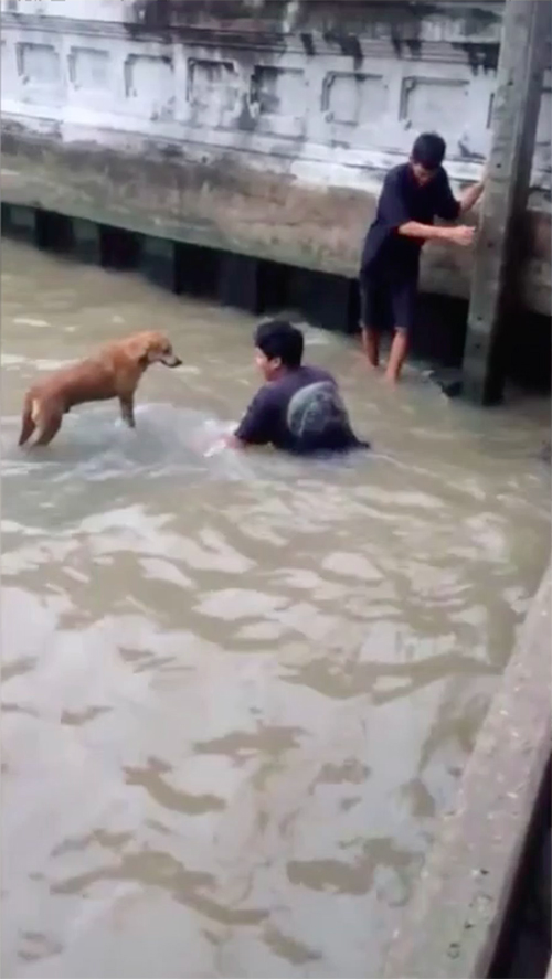 Rescate de perro en Bangkok