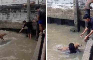 Rescate de perro en Bangkok
