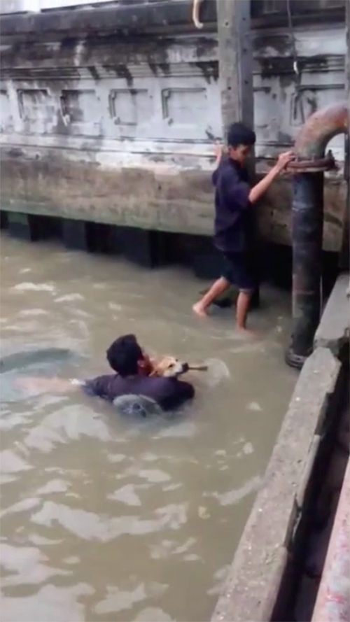 Rescate de perro en Bangkok