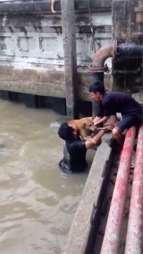 Rescate de perro en Bangkok