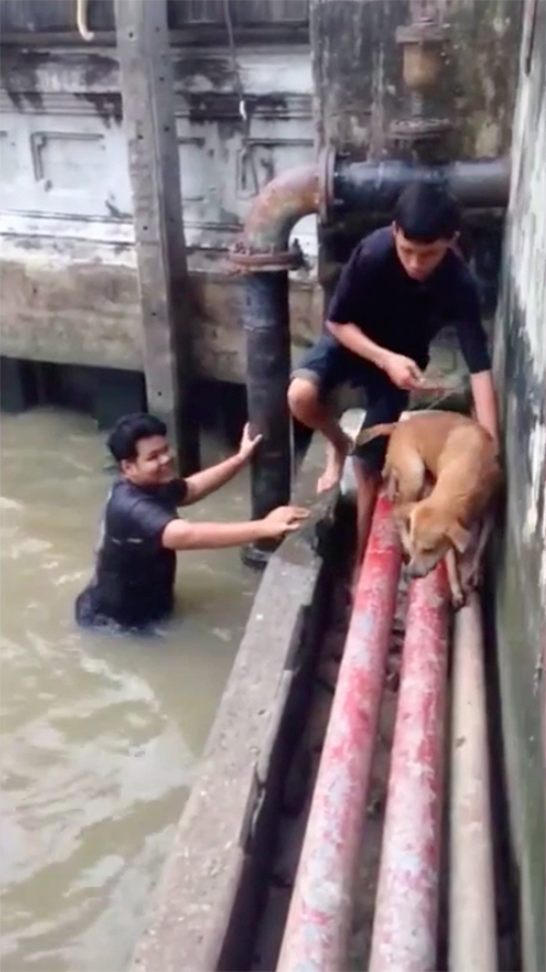 Rescate de perro en Bangkok