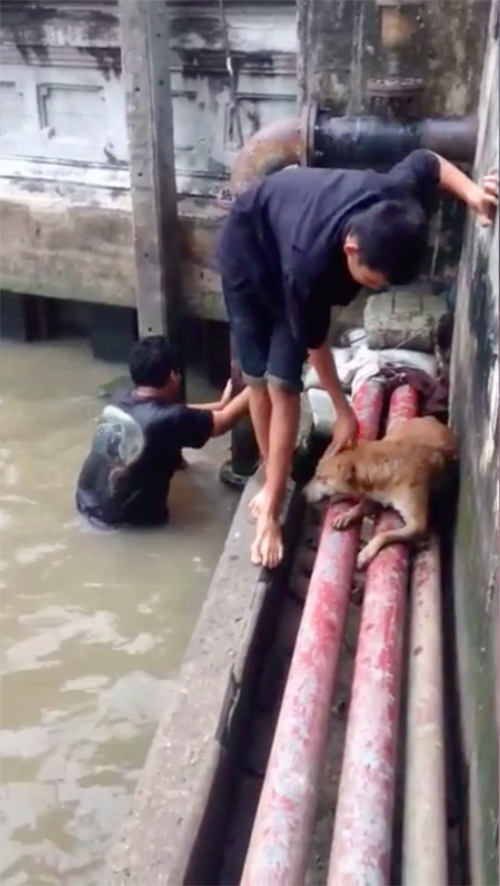 Rescate de perro en Bangkok