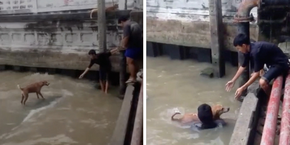 Rescate de perro en Bangkok