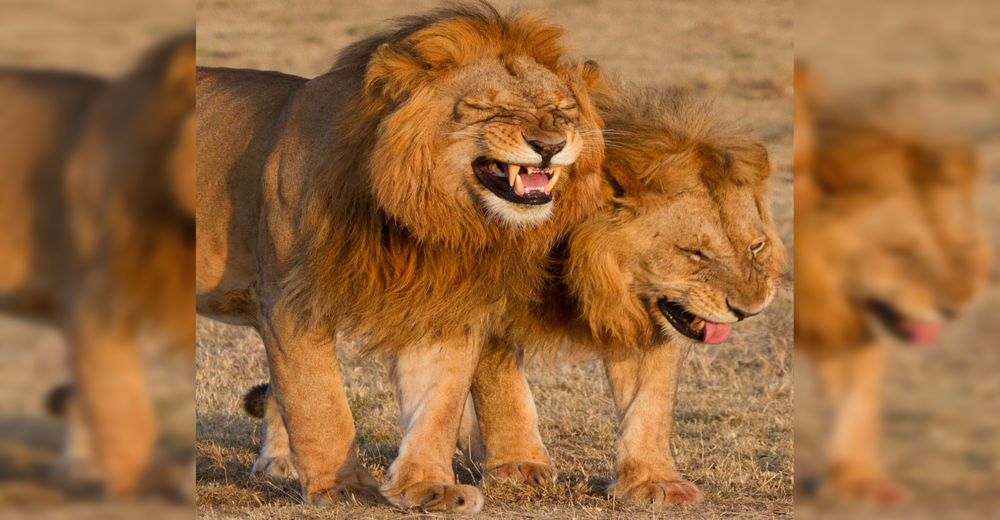 Un par de leones son sorprendidos «rugiendo a carcajadas» y nadie puede parar de reír con ellos Un par de leones son sorprendidos «rugiendo a carcajadas» y nadie puede parar de reír con ellos