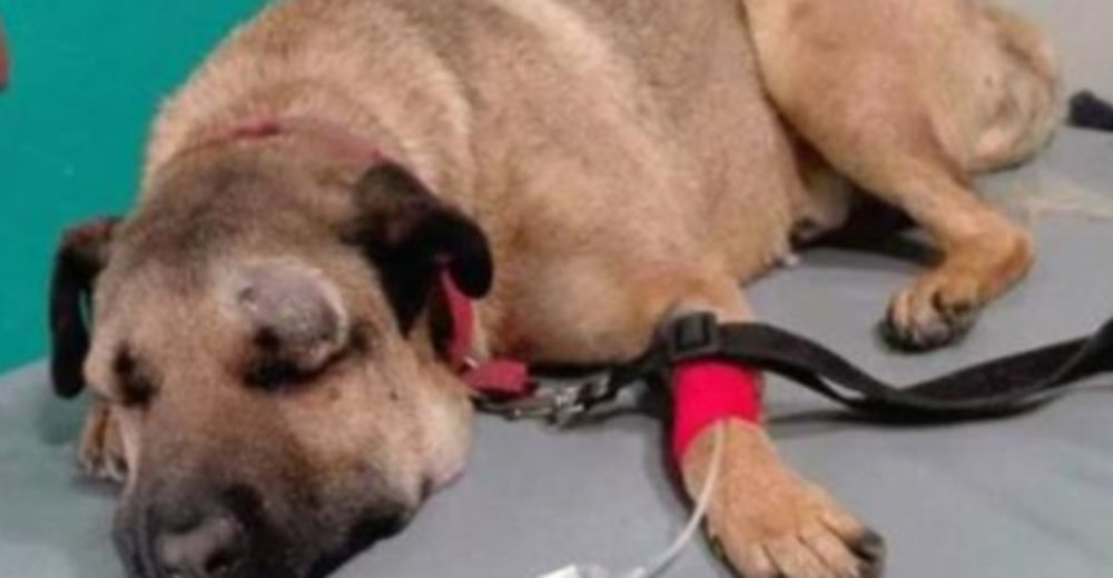 Un perro héroe es mordido por una serpiente tras proteger a 3 niños de ser atacados Un perro héroe es mordido por una serpiente tras proteger a 3 niños de ser atacados