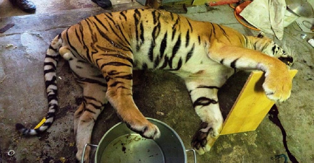 La granja de los horrores: Descubren una banda que despiezaba y cocinaba tigres para venderlos La granja de los horrores: Descubren una banda que despiezaba y cocinaba tigres para venderlos