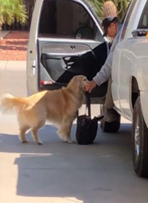 Toby Golden Retriever