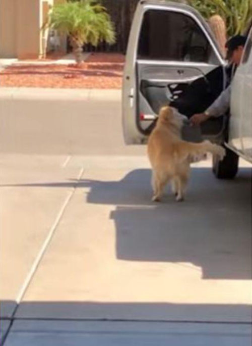 Toby Golden Retriever