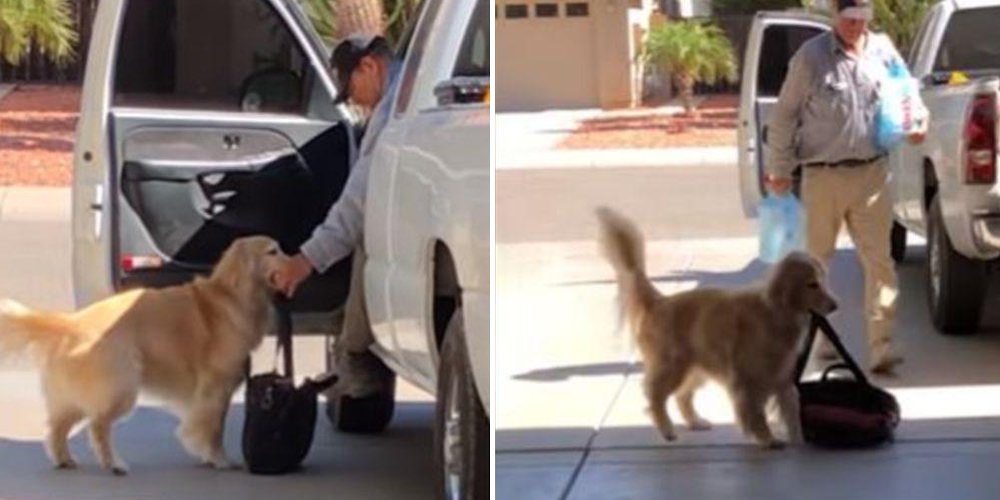 Las redes mueren de amor con el perrito más servicial del mundo que adora ayudar a su dueño