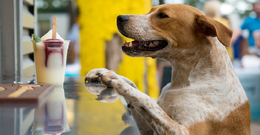 El trabajo ideal… Buscan un empleado para acariciar docenas de perritos y jugar con ellos El trabajo ideal… Buscan un empleado para acariciar docenas de perritos y jugar con ellos