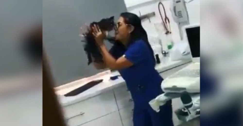 Una cámara oculta graba a una veterinaria bailando con un gatito ingresado mientras lo abraza
