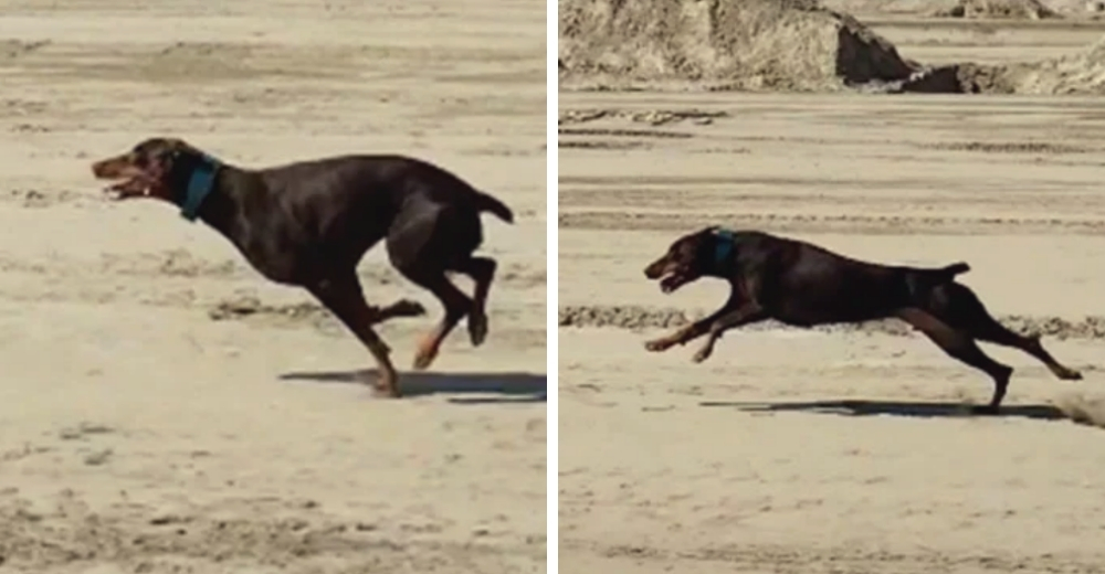 Una mujer tiene que conducir a 48 km/h para poder alcanzar a su veloz perrita Una mujer tiene que conducir a 48 km/h para poder alcanzar a su veloz perrita
