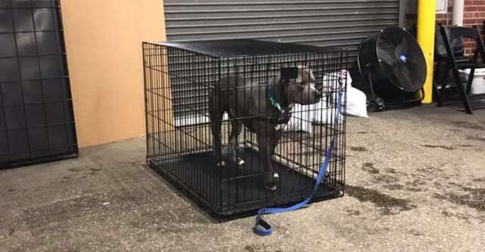 299 perros encontraron familia gracias a un evento de adopción… Excepto Zeus 299 perros encontraron familia gracias a un evento de adopción… Excepto Zeus
