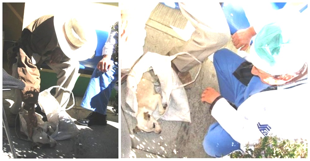 Humilde anciano lleva a su perrito al hospital y el médico de turno acepta atenderlo Humilde anciano lleva a su perrito al hospital y el médico de turno acepta atenderlo