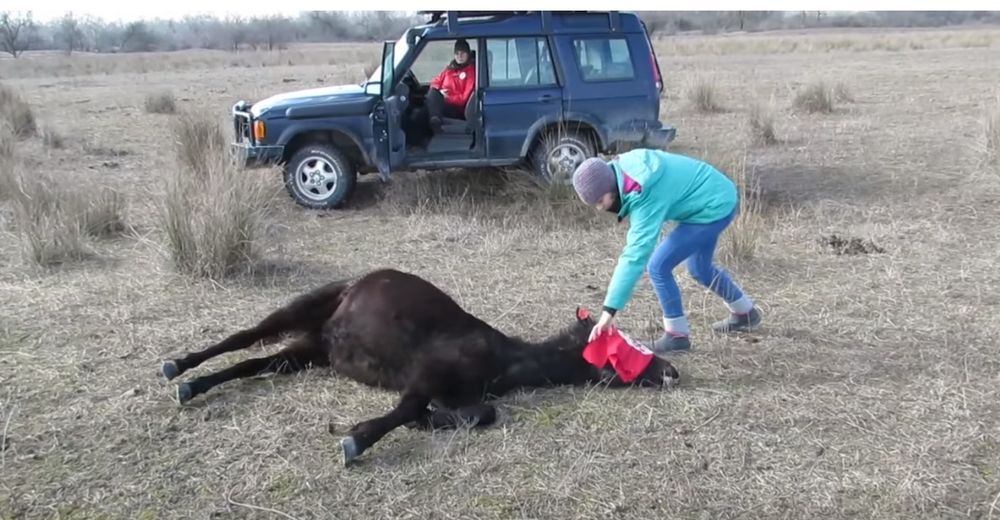 Veterinario libera a un caballo encadenado y el equino tiene la más hermosa respuesta