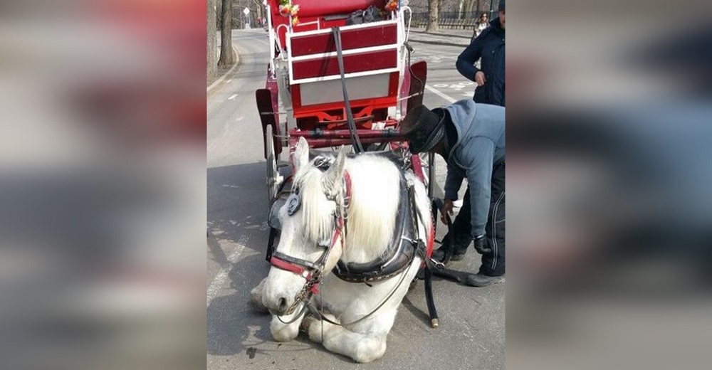 Su dueño dijo que «tropezó con una grieta de la calle», pero por suerte testigos lo vieron todo