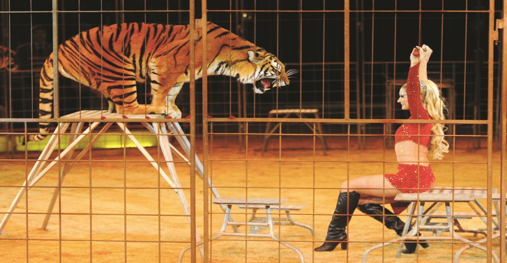 Victoria – Aprueban la primera ley que en este país prohíbe usar animales salvajes en los circos Victoria – Aprueban la primera ley que en este país prohíbe usar animales salvajes en los circos