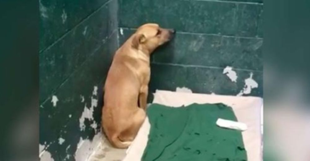 Coby estaba tan asustado en el refugio porque su familia lo abandonó por «comerse la basura» Coby estaba tan asustado en el refugio porque su familia lo abandonó por «comerse la basura»