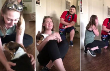 Corgi Petición de Matrimonio