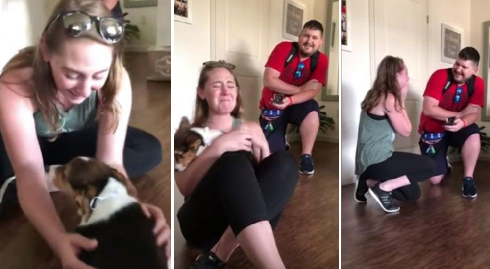 Corgi Petición de Matrimonio